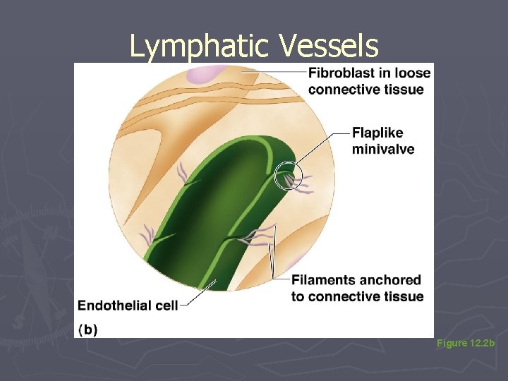 Lymphatic Vessels Figure 12. 2 b 