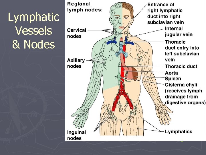 Lymphatic Vessels & Nodes Figure 12. 3 