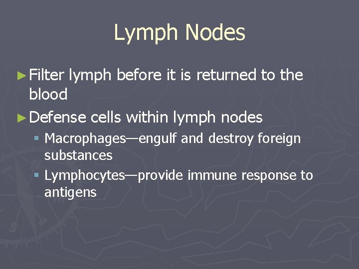 Lymph Nodes ► Filter lymph before it is returned to the blood ► Defense