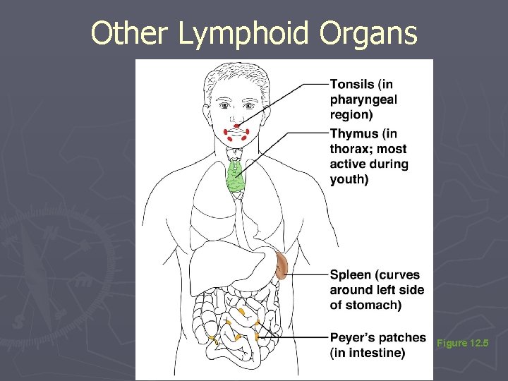 Other Lymphoid Organs Figure 12. 5 