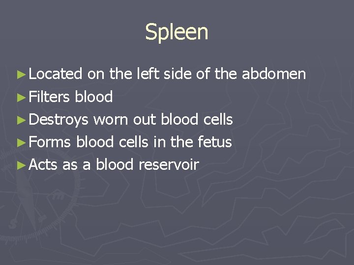 Spleen ► Located on the left side of the abdomen ► Filters blood ►