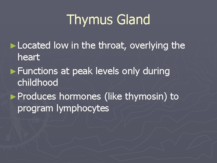 Thymus Gland ► Located low in the throat, overlying the heart ► Functions at