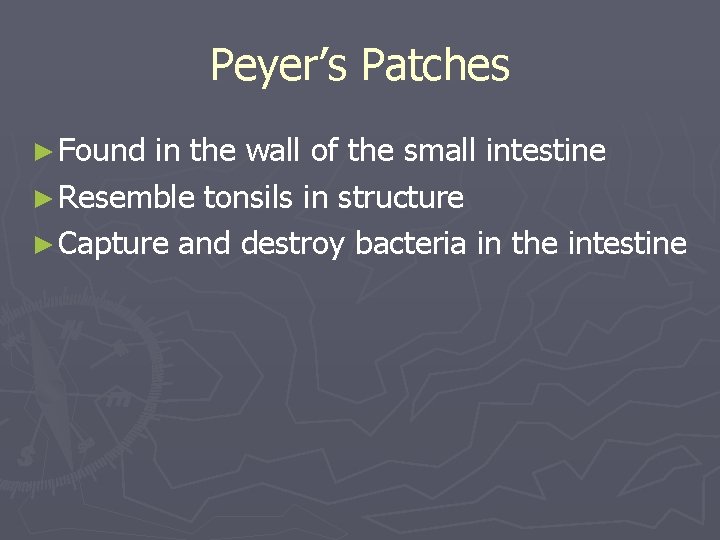 Peyer’s Patches ► Found in the wall of the small intestine ► Resemble tonsils