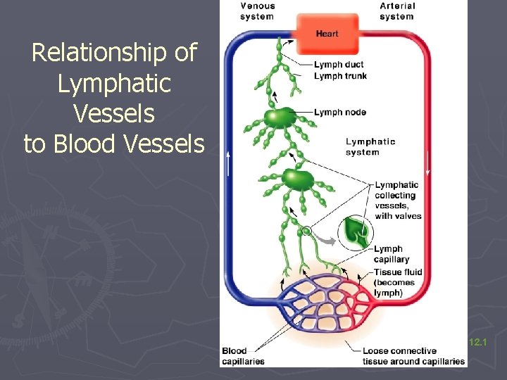 Relationship of Lymphatic Vessels to Blood Vessels Figure 12. 1 