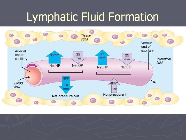 Lymphatic Fluid Formation 