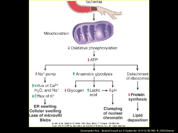 Downloaded from: Student. Consult (on 8 September 2010 02: 58 PM) © 2005 Elsevier