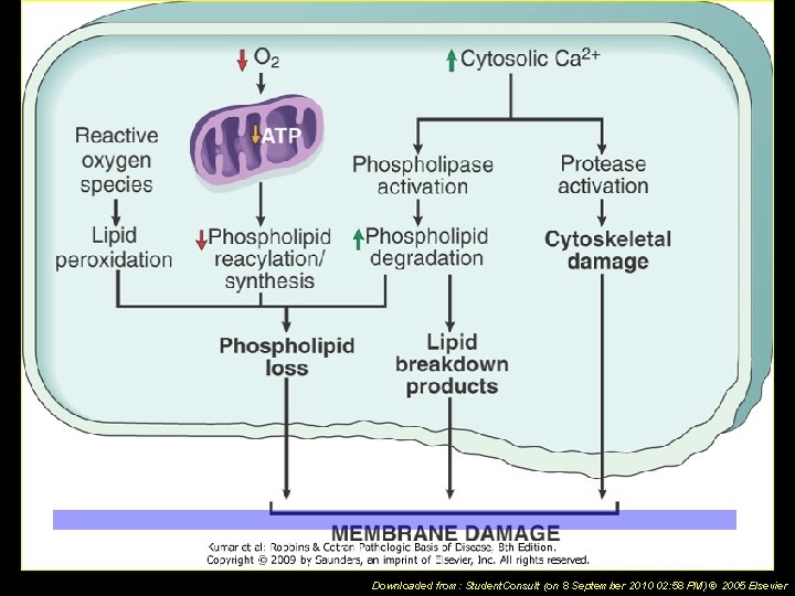 Downloaded from: Student. Consult (on 8 September 2010 02: 58 PM) © 2005 Elsevier