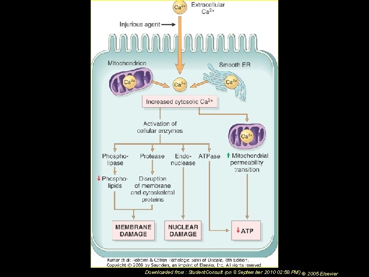 Downloaded from: Student. Consult (on 8 September 2010 02: 58 PM) © 2005 Elsevier