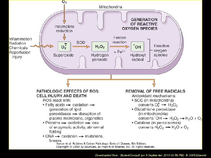 Downloaded from: Student. Consult (on 8 September 2010 02: 58 PM) © 2005 Elsevier