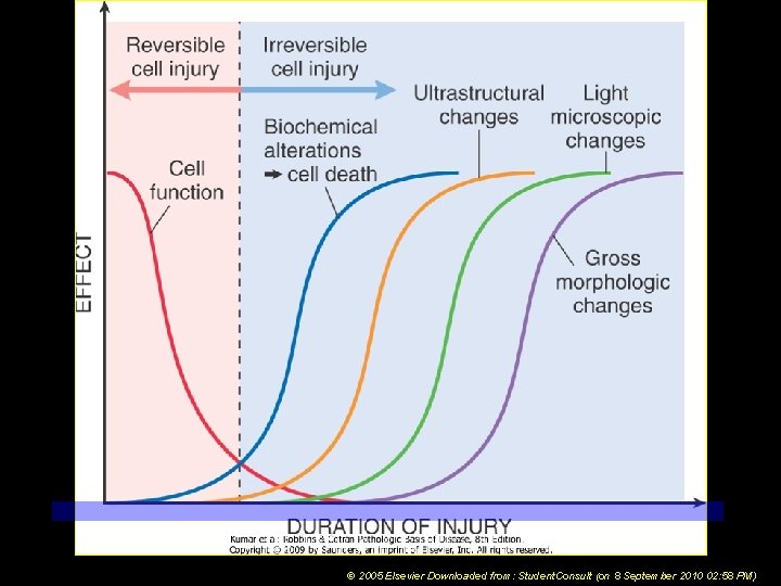 © 2005 Elsevier Downloaded from: Student. Consult (on 8 September 2010 02: 58 PM)