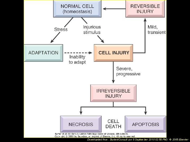 Downloaded from: Student. Consult (on 8 September 2010 02: 58 PM) © 2005 Elsevier