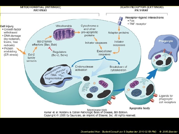 Downloaded from: Student. Consult (on 8 September 2010 02: 59 PM) © 2005 Elsevier