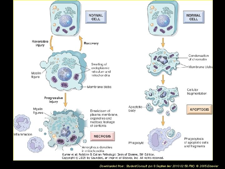 Downloaded from: Student. Consult (on 8 September 2010 02: 58 PM) © 2005 Elsevier