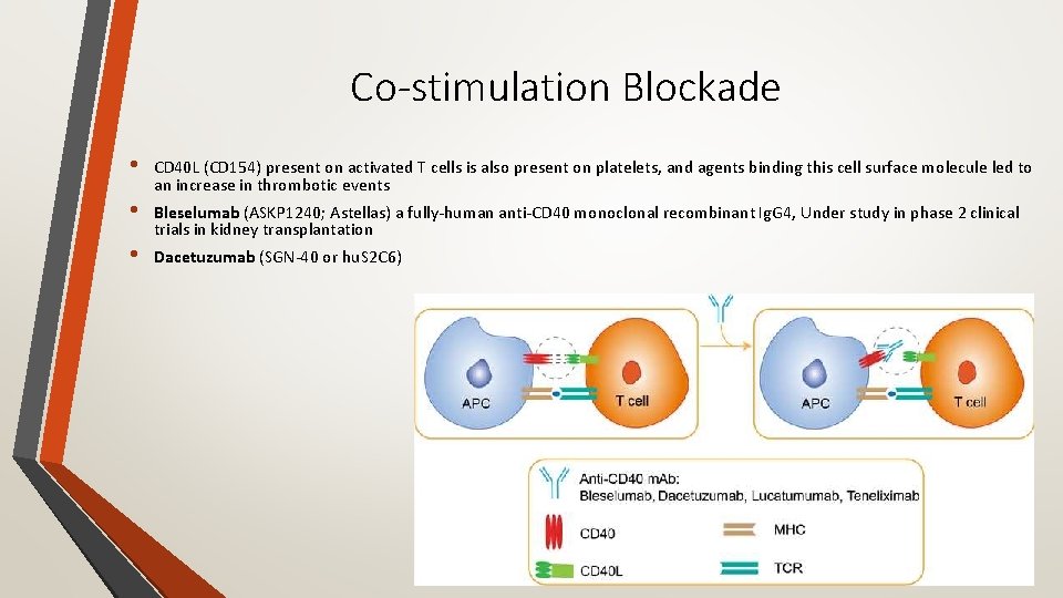 Co-stimulation Blockade • • • CD 40 L (CD 154) present on activated T