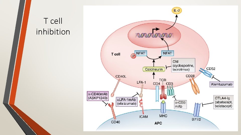 T cell inhibition 