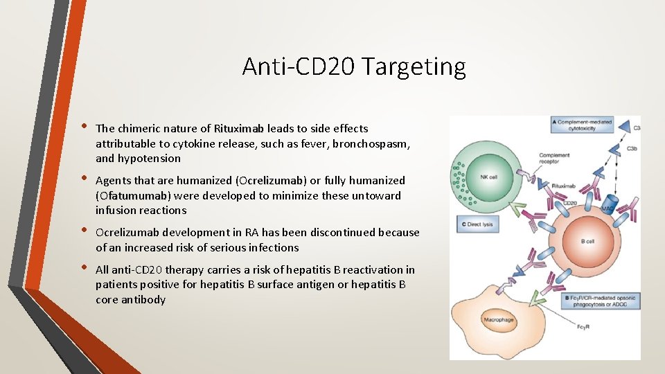Anti-CD 20 Targeting • The chimeric nature of Rituximab leads to side effects attributable