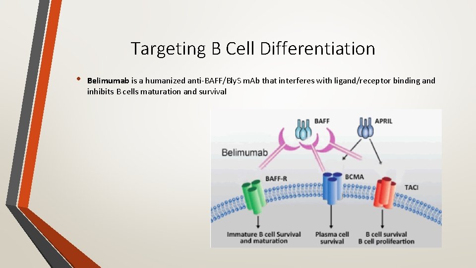 Targeting B Cell Differentiation • Belimumab is a humanized anti‐BAFF/Bly. S m. Ab that