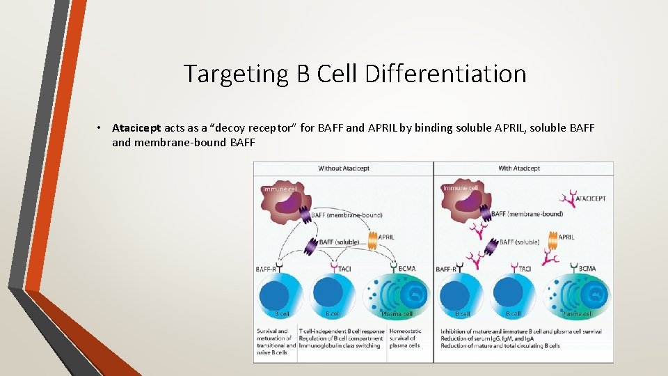 Targeting B Cell Differentiation • Atacicept acts as a “decoy receptor” for BAFF and