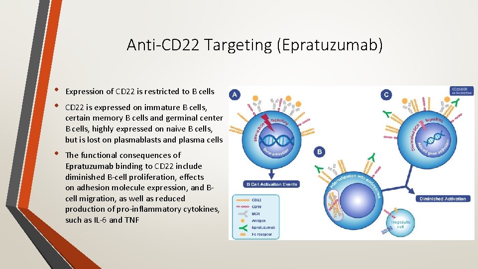 Anti-CD 22 Targeting (Epratuzumab) • • Expression of CD 22 is restricted to B