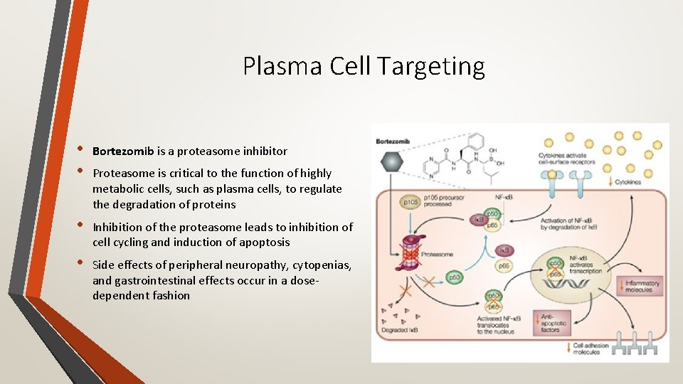 Plasma Cell Targeting • • Bortezomib is a proteasome inhibitor • Inhibition of the