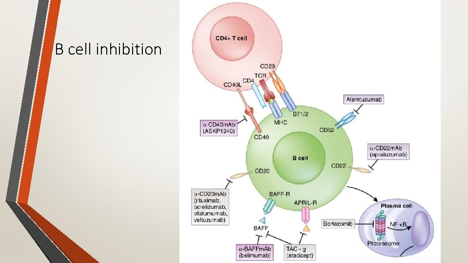 B cell inhibition 