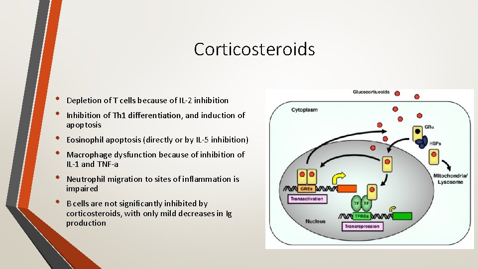 Corticosteroids • • Depletion of T cells because of IL‐ 2 inhibition • •