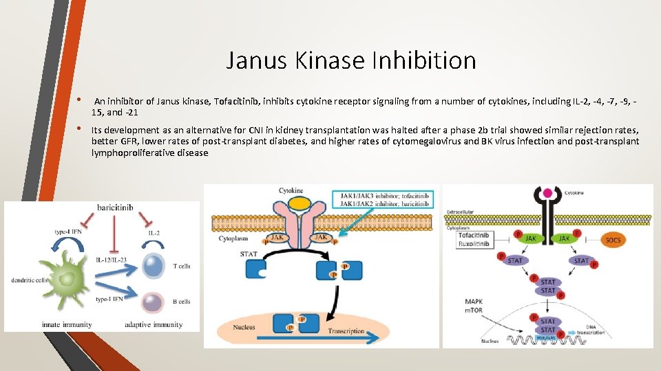 Janus Kinase Inhibition • An inhibitor of Janus kinase, Tofacitinib inhibits cytokine receptor signaling