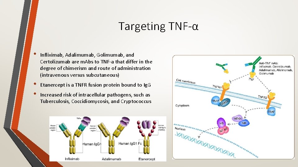 Targeting TNF-α • Inﬂiximab, Adalimumab, Golimumab, and Certolizumab are m. Abs to TNF‐a that