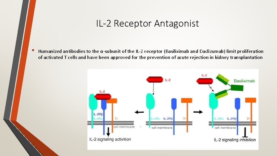 IL-2 Receptor Antagonist • Humanized antibodies to the α‐subunit of the IL‐ 2 receptor