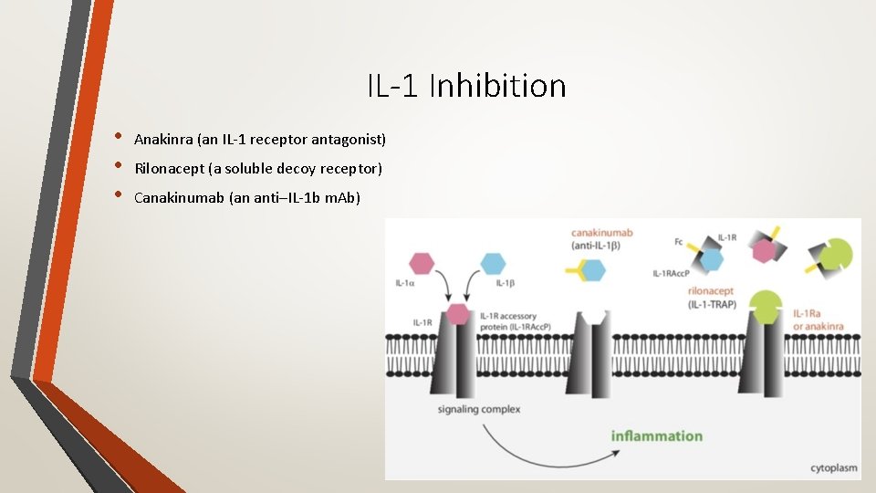 IL-1 Inhibition • • • Anakinra (an IL‐ 1 receptor antagonist) Rilonacept (a soluble