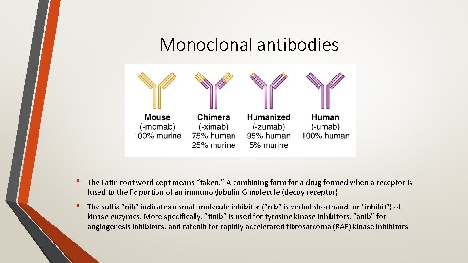 Monoclonal antibodies • The Latin root word cept means “taken. ” A combining form