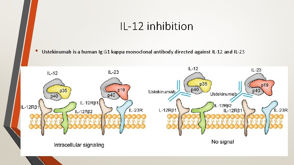 IL-12 inhibition • Ustekinumab is a human Ig G 1 kappa monoclonal antibody directed