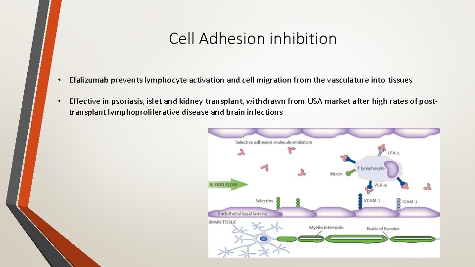 Cell Adhesion inhibition • Efalizumab prevents lymphocyte activation and cell migration from the vasculature