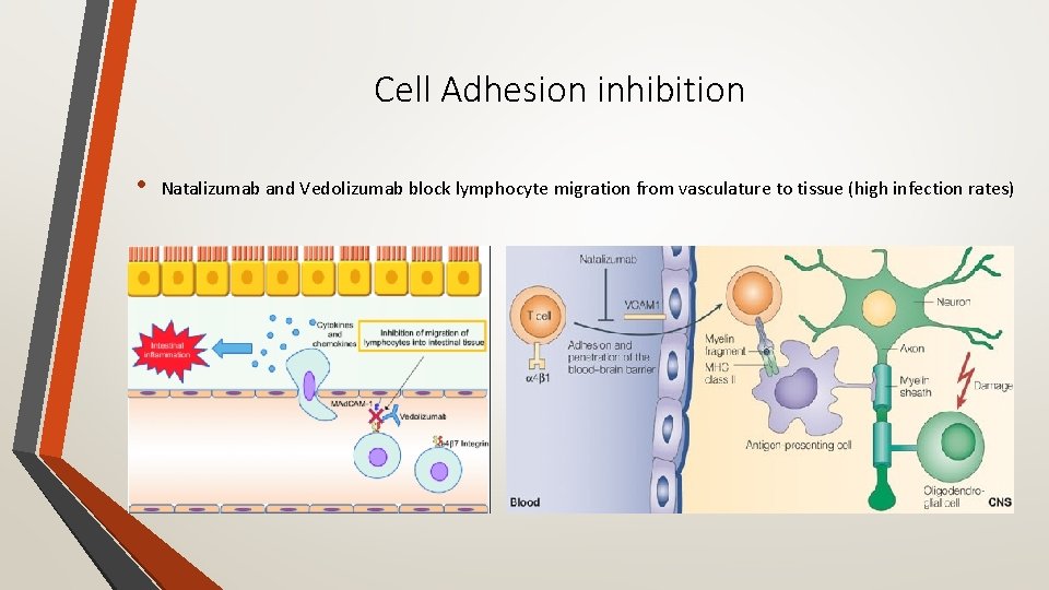 Cell Adhesion inhibition • Natalizumab and Vedolizumab block lymphocyte migration from vasculature to tissue