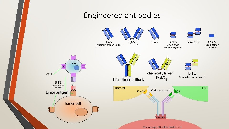 Engineered antibodies 