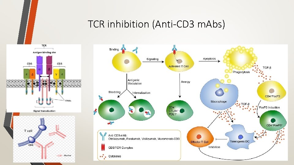 TCR inhibition (Anti-CD 3 m. Abs) 