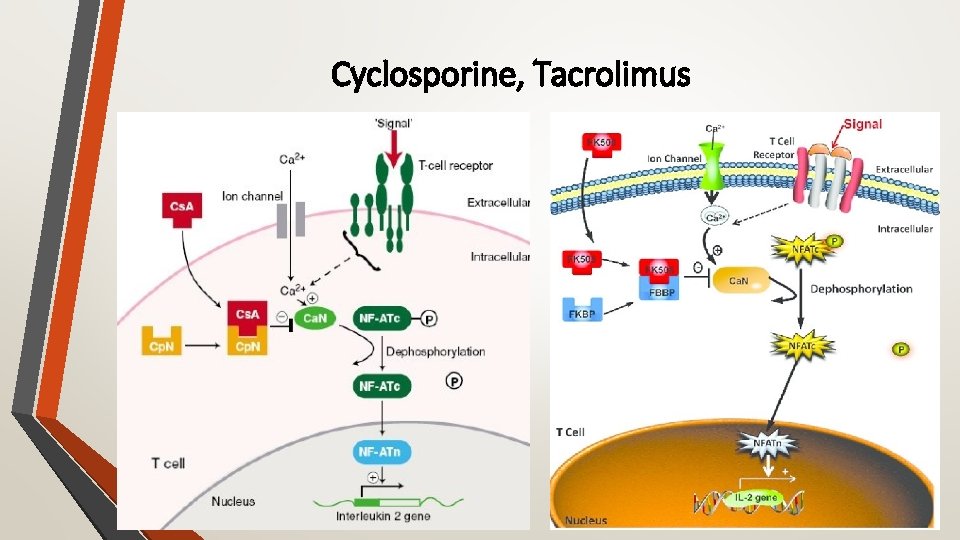 Cyclosporine, Tacrolimus 