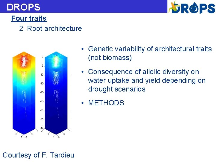 DROPS Four traits 2. Root architecture • Genetic variability of architectural traits (not biomass)