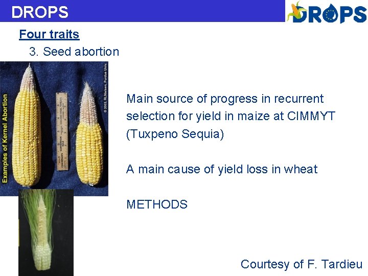 DROPS Four traits 3. Seed abortion Main source of progress in recurrent selection for DROPS Four traits 3. Seed abortion Main source of progress in recurrent selection for