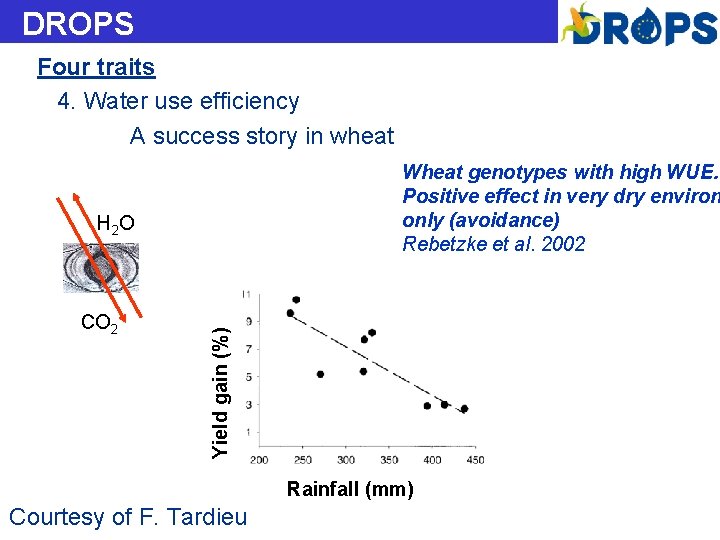 DROPS Four traits 4. Water use efficiency A success story in wheat Wheat genotypes