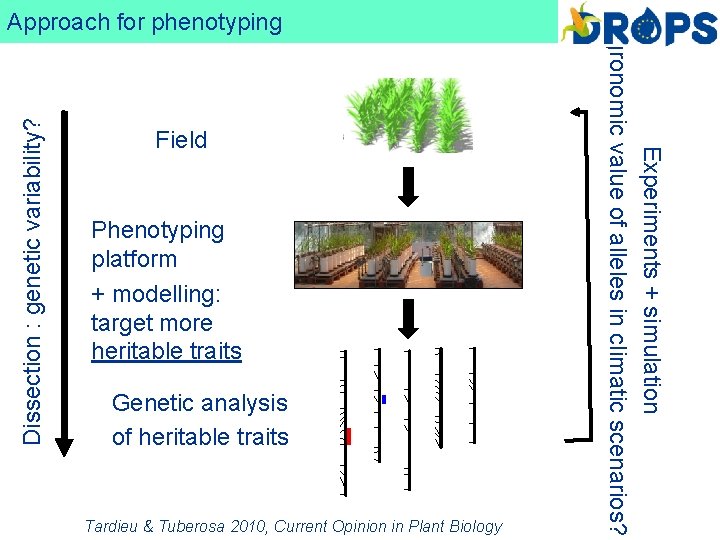 Dissection : genetic variability? Field Phenotyping platform + modelling: target more heritable traits Genetic