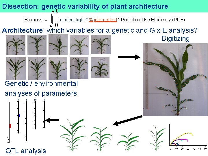 Dissection: DROPS genetic variability of plant architecture t ò Architecture: which variables for a