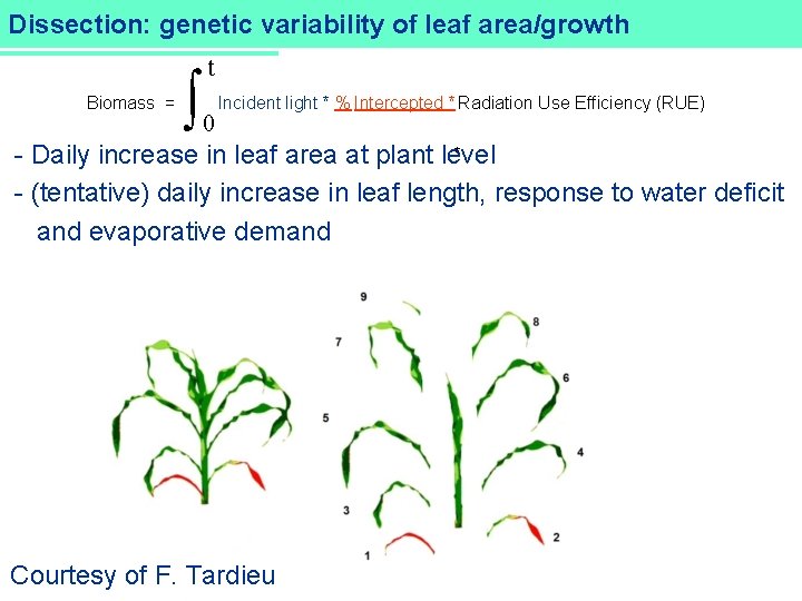 Dissection: DROPS genetic variability of leaf area/growth Biomass = ò t 0 Incident light