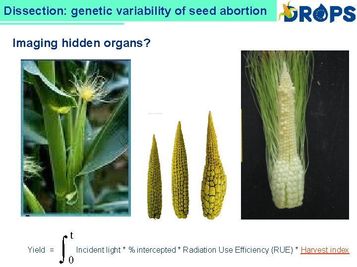 Dissection: DROPS genetic variability of seed abortion Imaging hidden organs? Yield = ò t