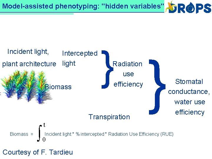 Model-assisted phenotyping: "hidden variables" DROPS Incident light, Intercepted plant architecture light Biomass } Radiation