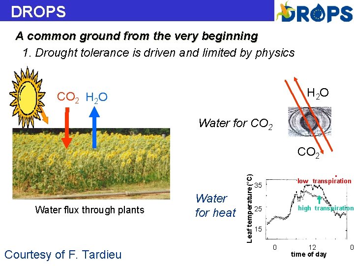 DROPS A common ground from the very beginning 1. Drought tolerance is driven and