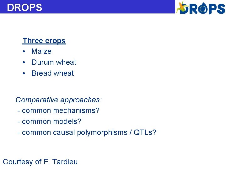 DROPS Three crops • Maize • Durum wheat • Bread wheat Comparative approaches: -