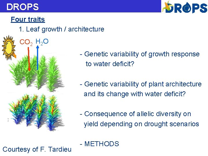 DROPS Four traits 1. Leaf growth / architecture CO 2 H 2 O -