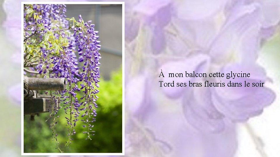 À mon balcon cette glycine Tord ses bras fleuris dans le soir 