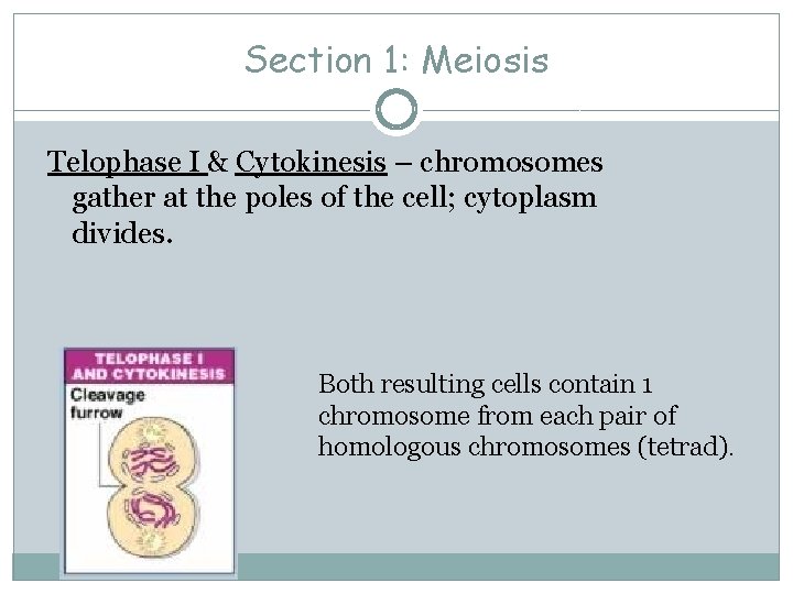 Section 1: Meiosis Telophase I & Cytokinesis – chromosomes gather at the poles of